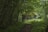 A tranquil forest path leading to a charming cabin.