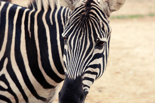 zebra in Troutman United States