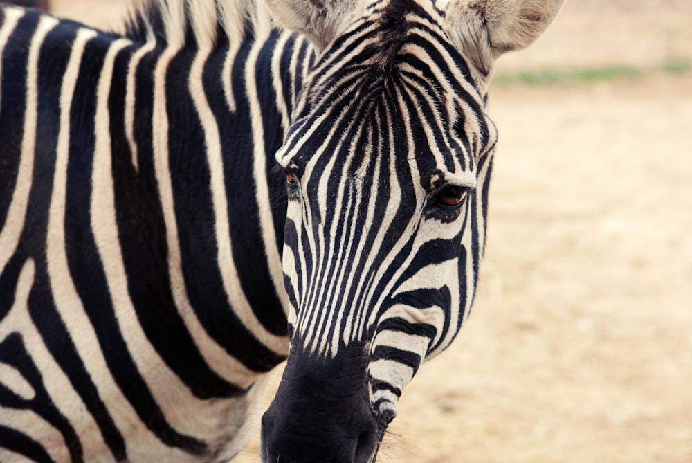 zebra