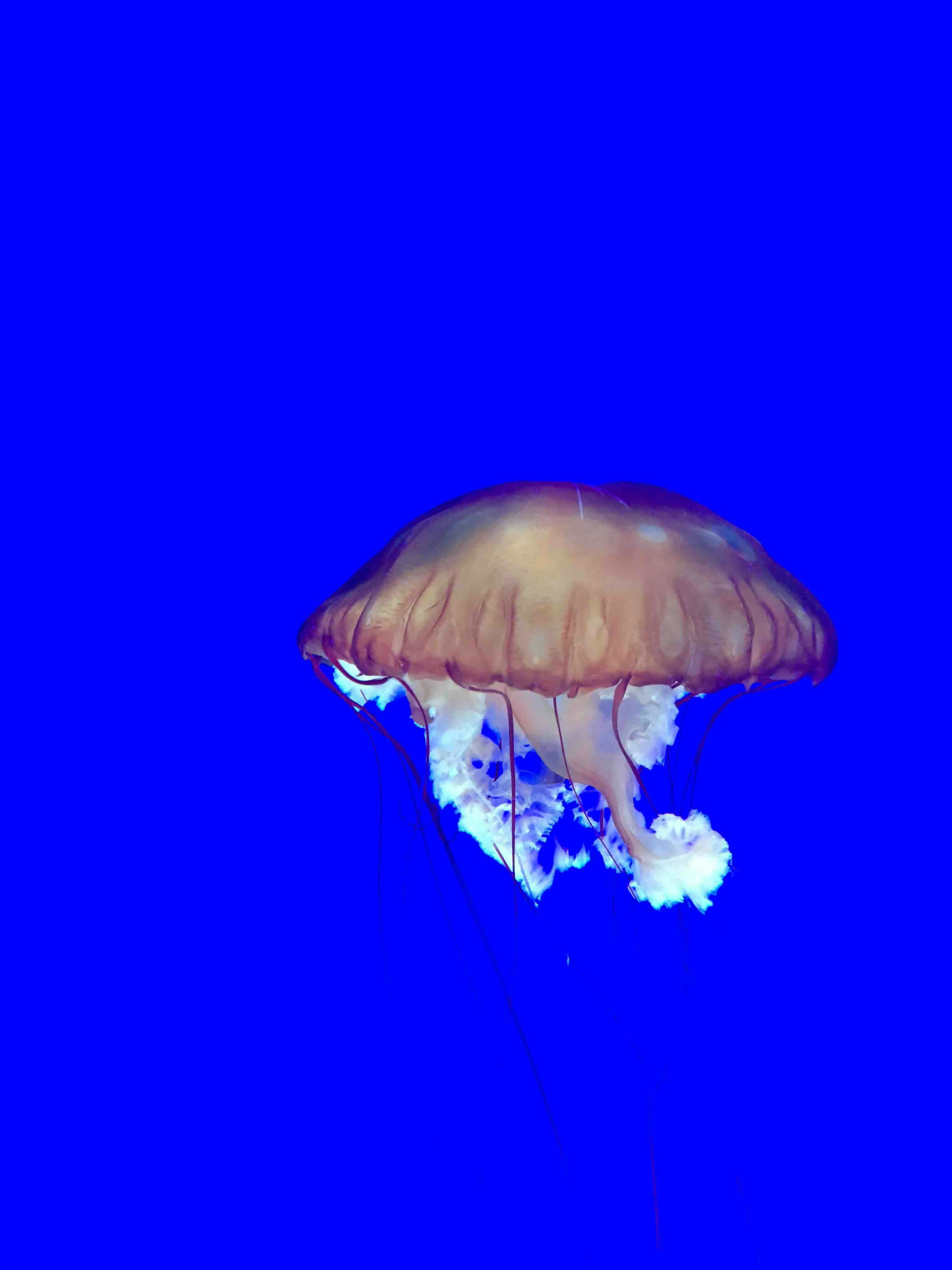 blue and white jellyfish in blue water