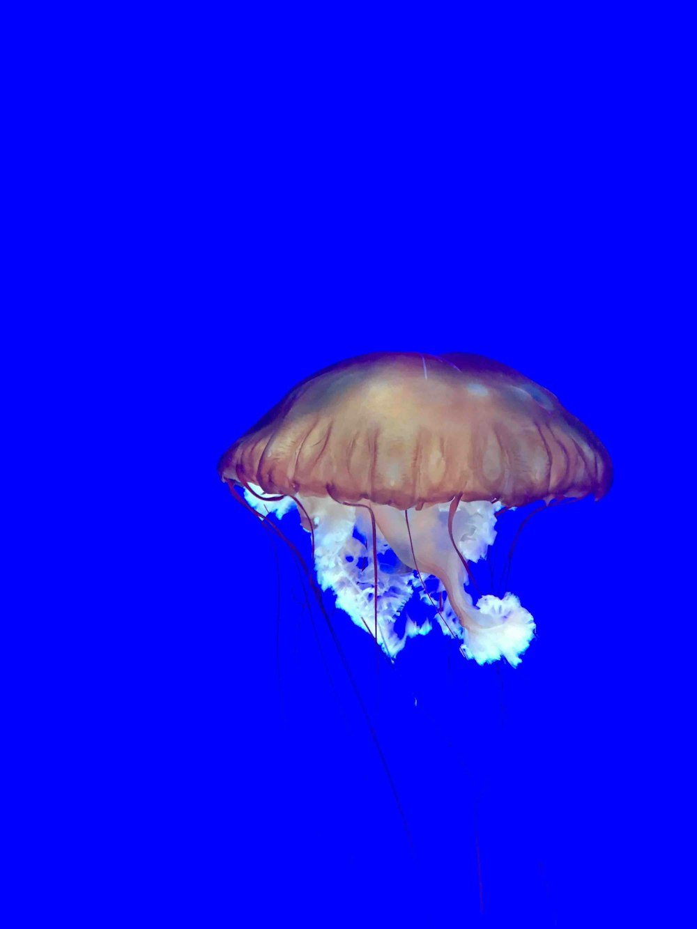 blue and white jellyfish in blue water
