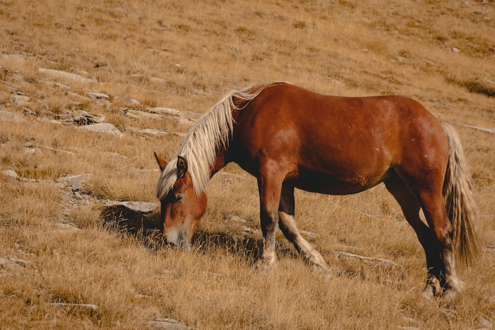 cheval brun mangeant de l’herbe