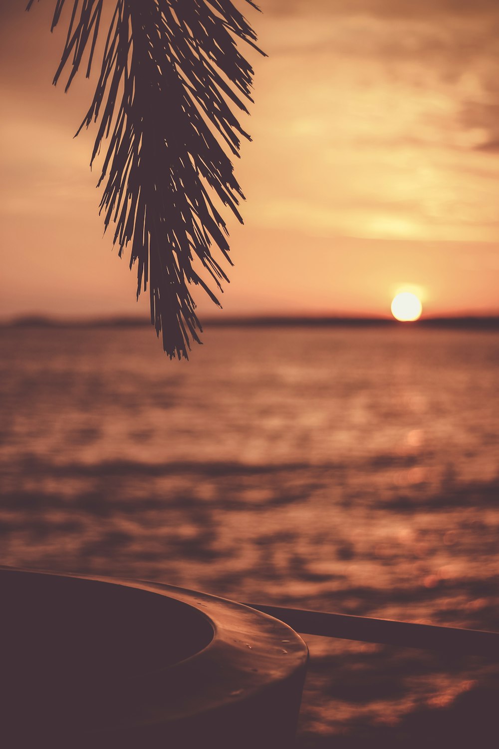 silhouette of tree with body of water background