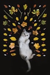 silver tabby cat surrounded by leaves