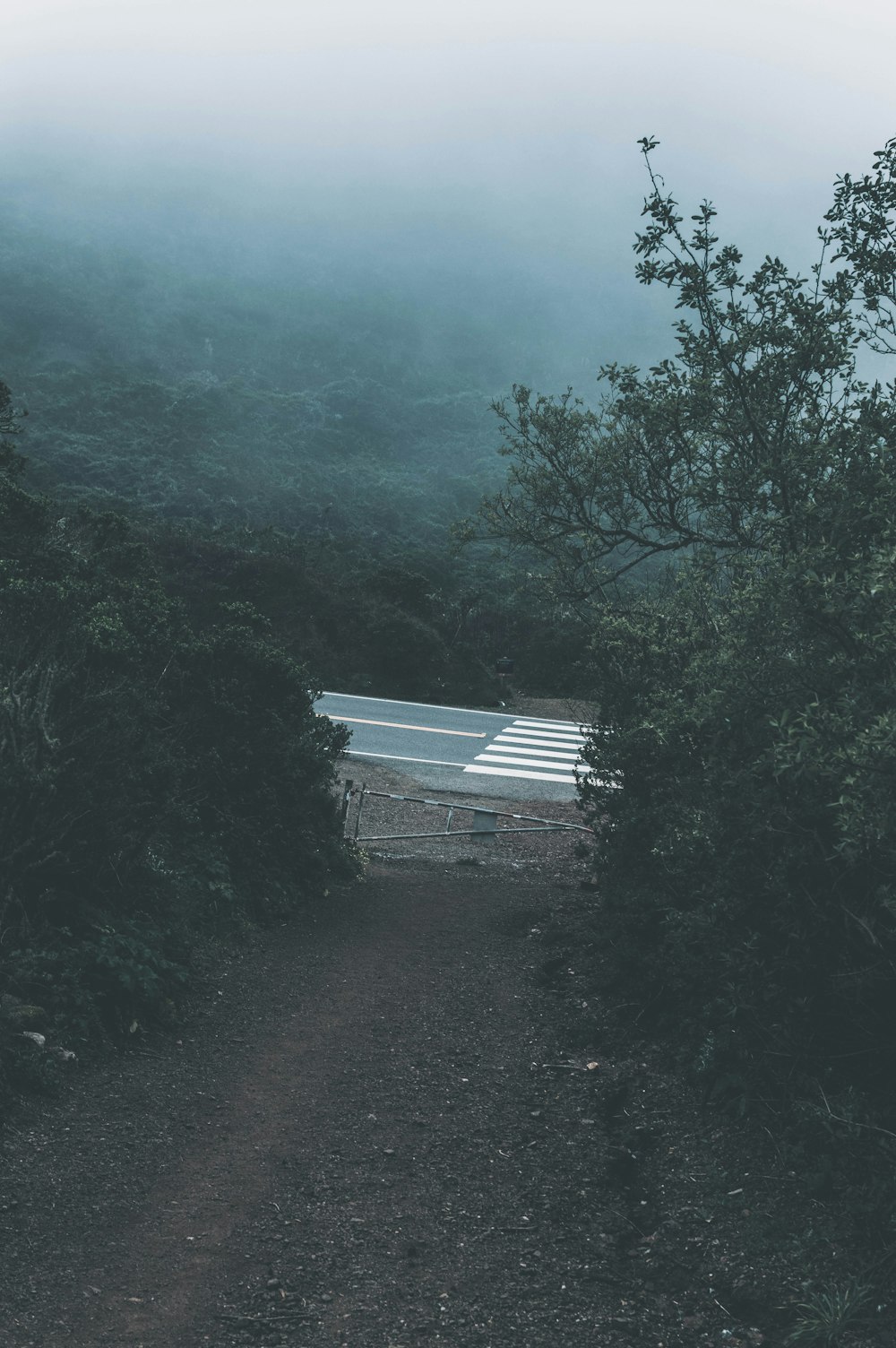 산과 나무 근처의 검은 길