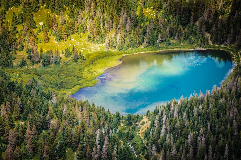 aerial view of lake surrounded by trees