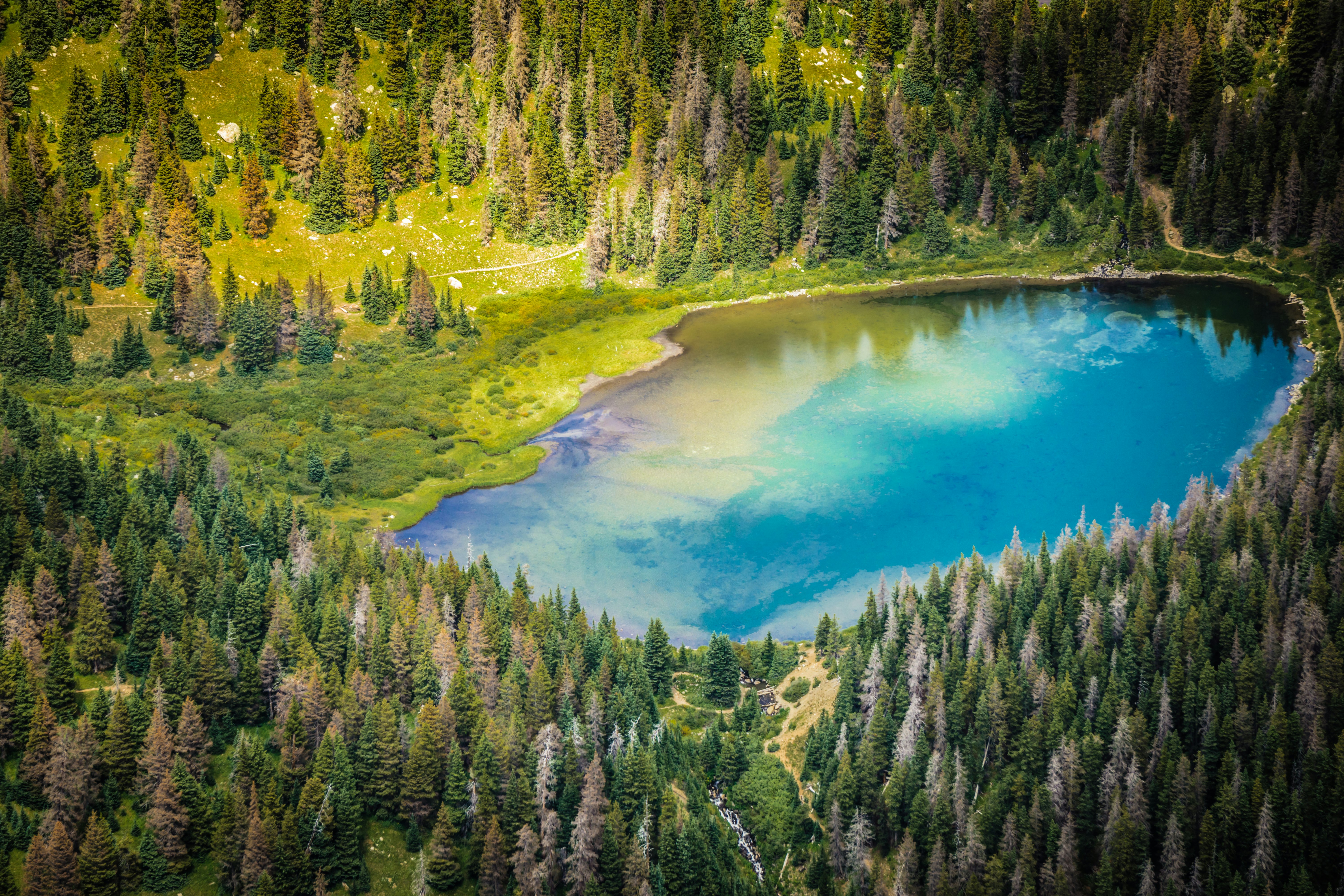 aerial view of lake surrounded by trees