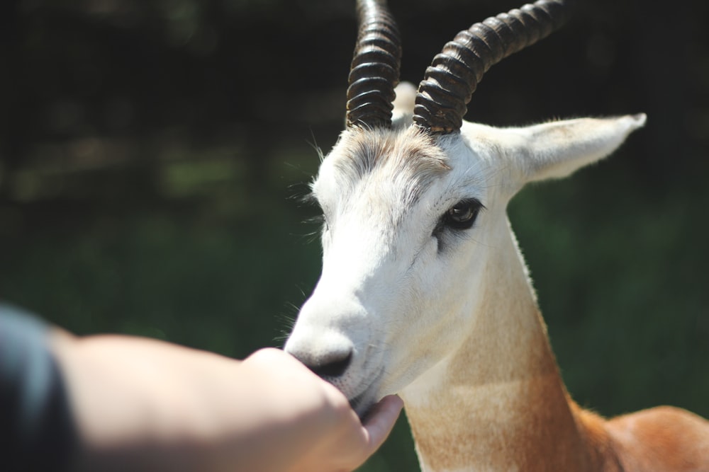 person feeding antelope