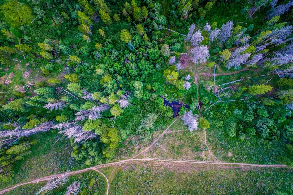 aerial photography of pathway near trees during daytime