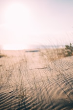 low angle photo of grass taken at daytime