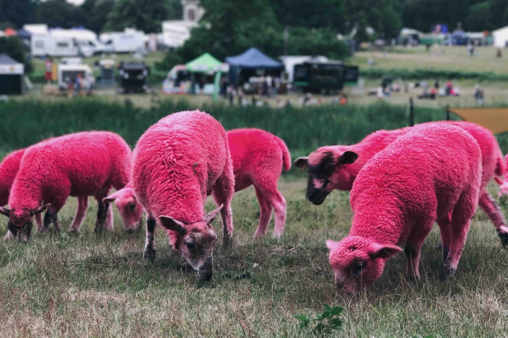 red sheep eating grass