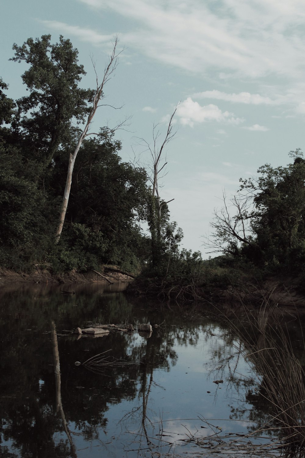 green trees beside river under blue sky during daytime