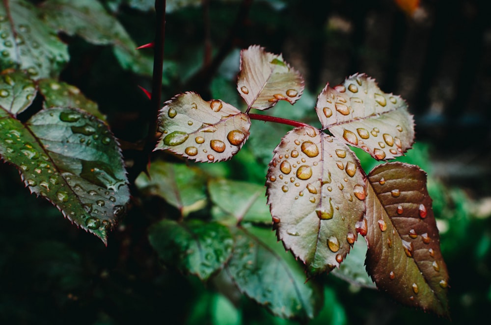 selective focus photography of plant with water dews