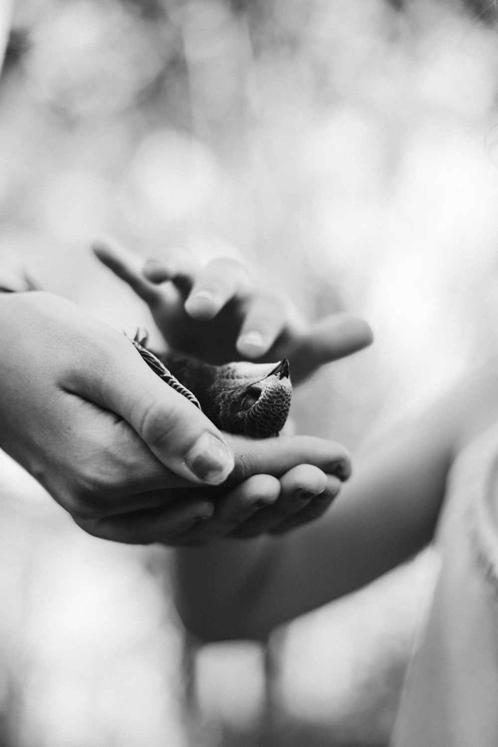 Photo en niveaux de gris d’un oiseau sur la main d’une personne