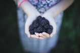 woman holding blue berries taken at daytime