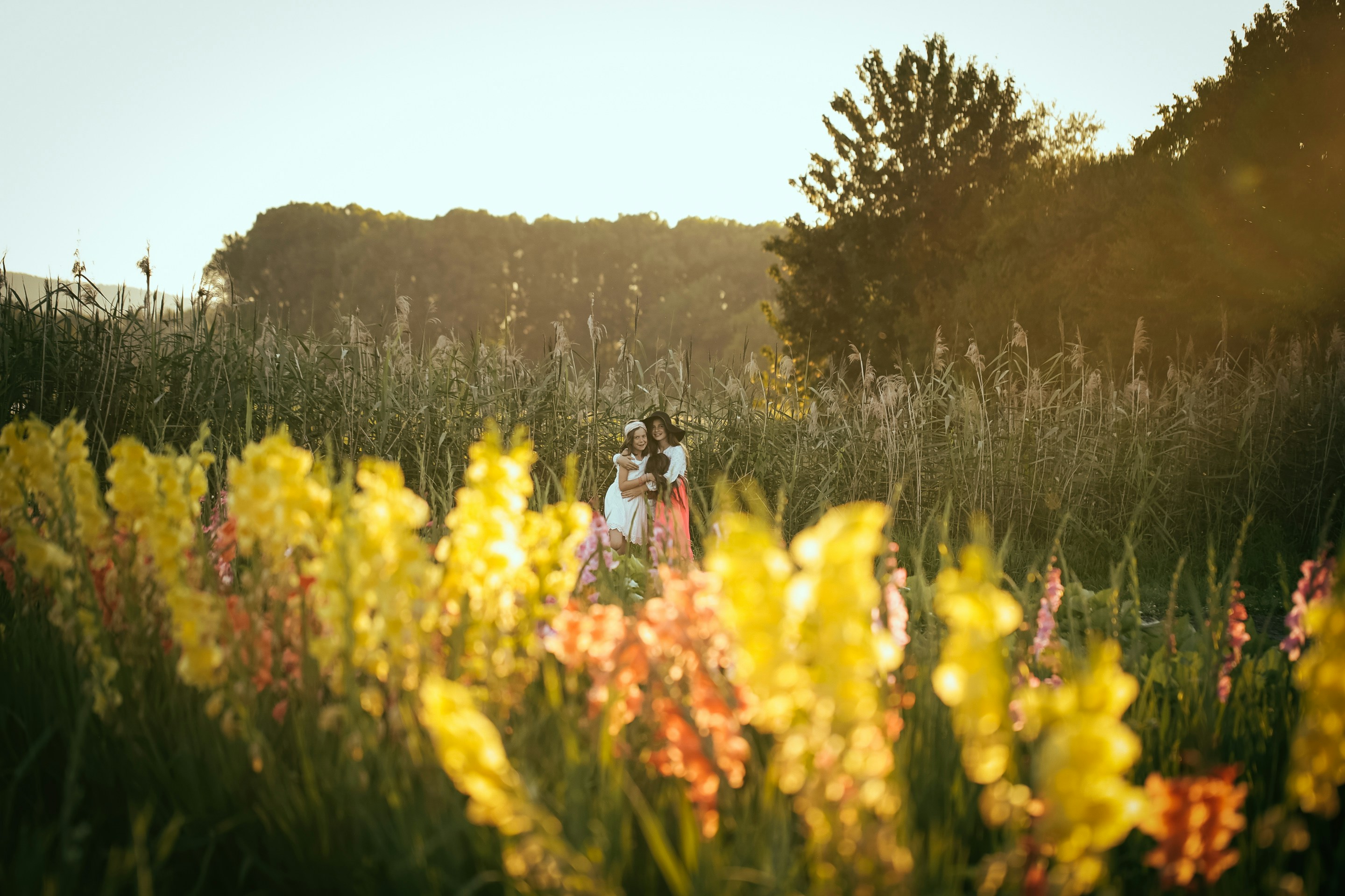 flowerfield