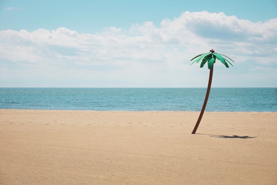 green artificial palm tree on seashore in Coney Island United States