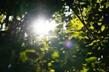 Sunlight filtering through green foliage, highlighting natural ingredients.