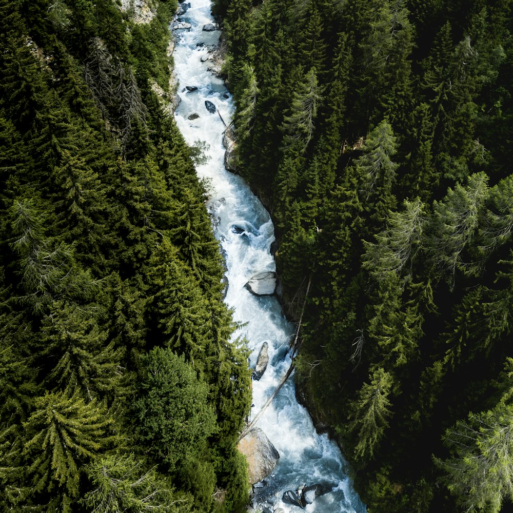 river between tall pine trees