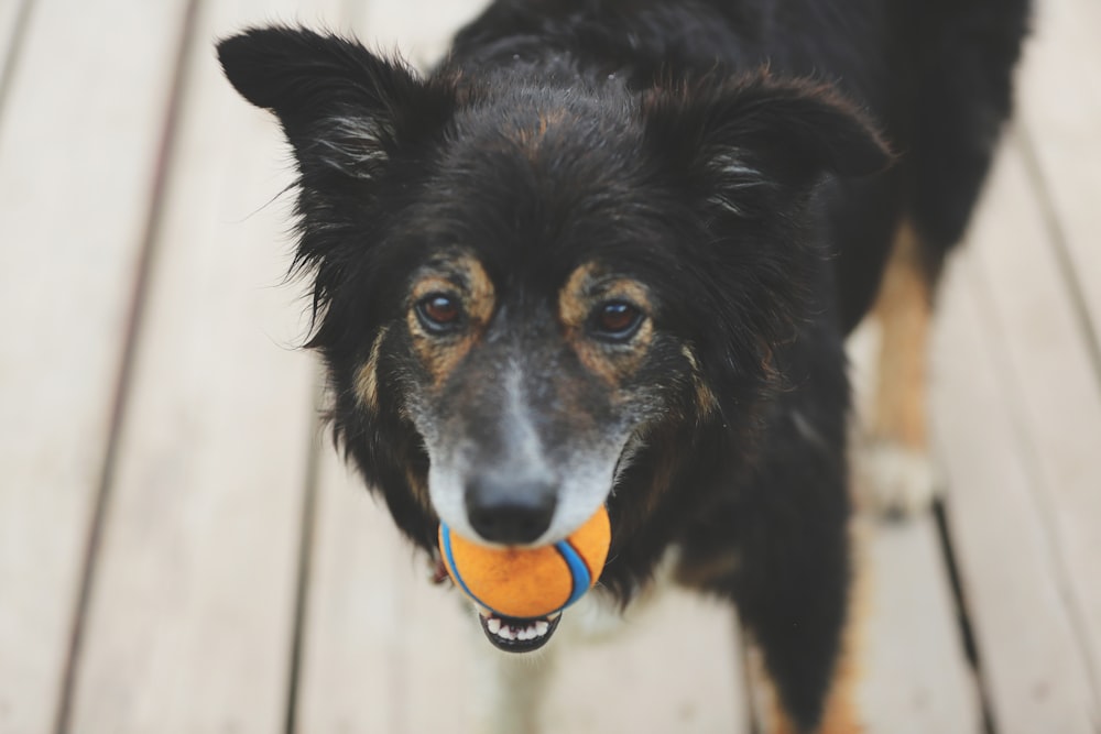 dog holding ball