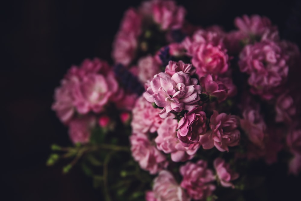 selective focus photo of purple flowers