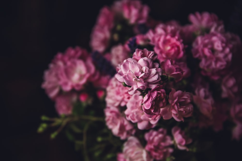 foto a fuoco selettiva di fiori viola