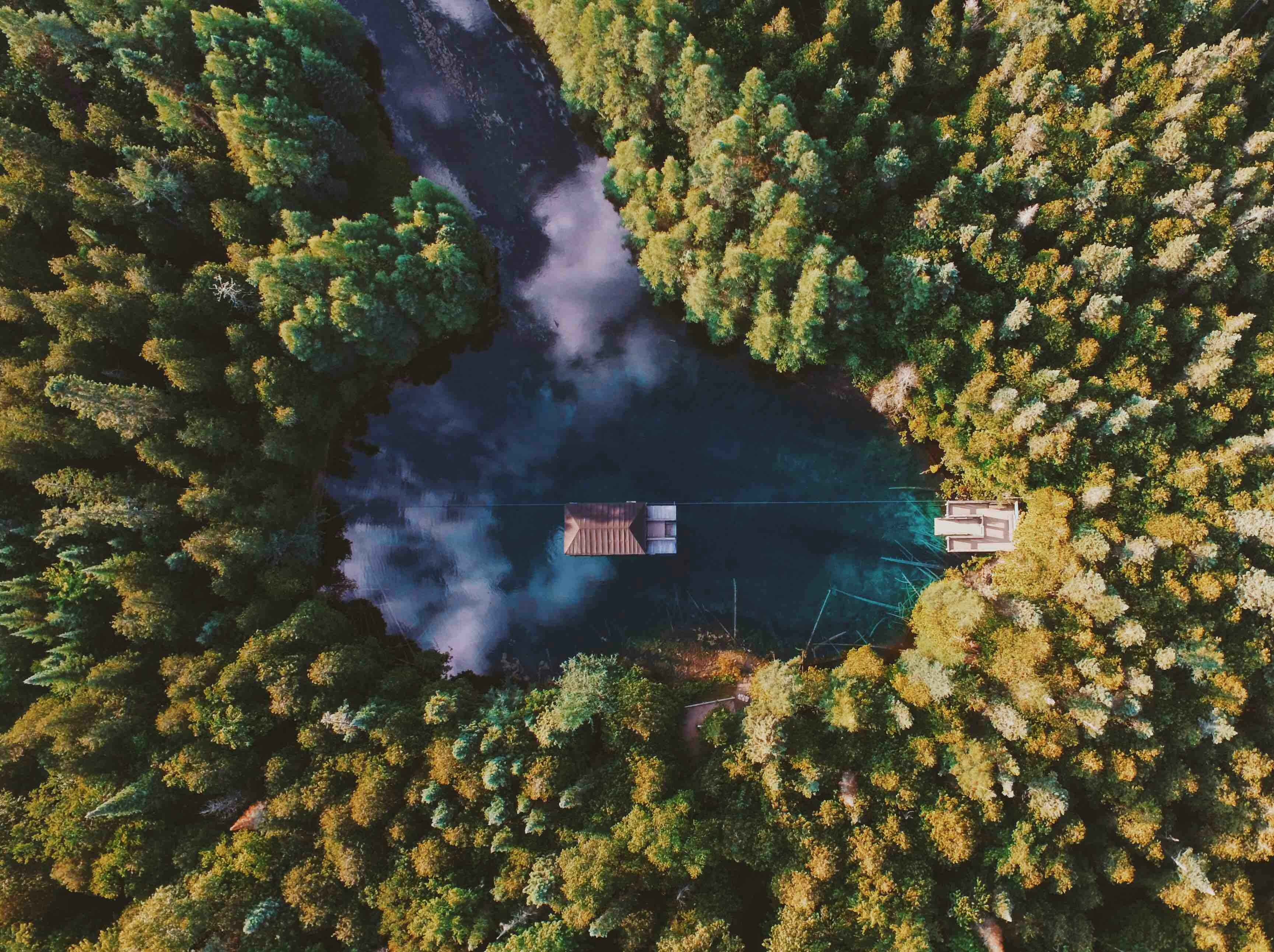 birds-eye view woods