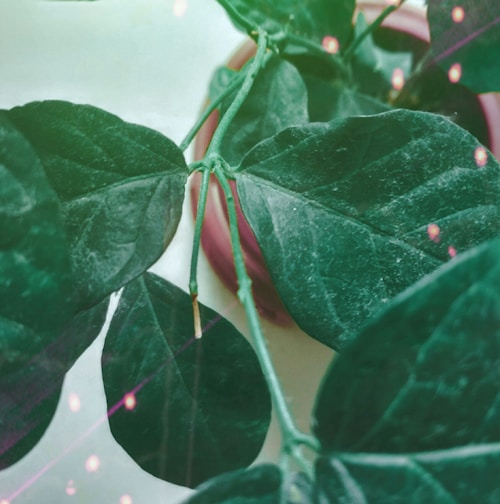 A close-up view of lush green leaves with a visible stem, set against a slightly blurred background. The leaves appear healthy and vibrant, creating a sense of freshness. There's a hint of pink and small lights or sparkles scattered across the image.