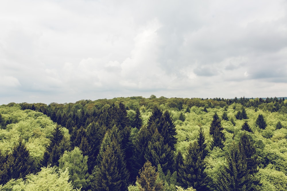 aerial view of trees during daytime