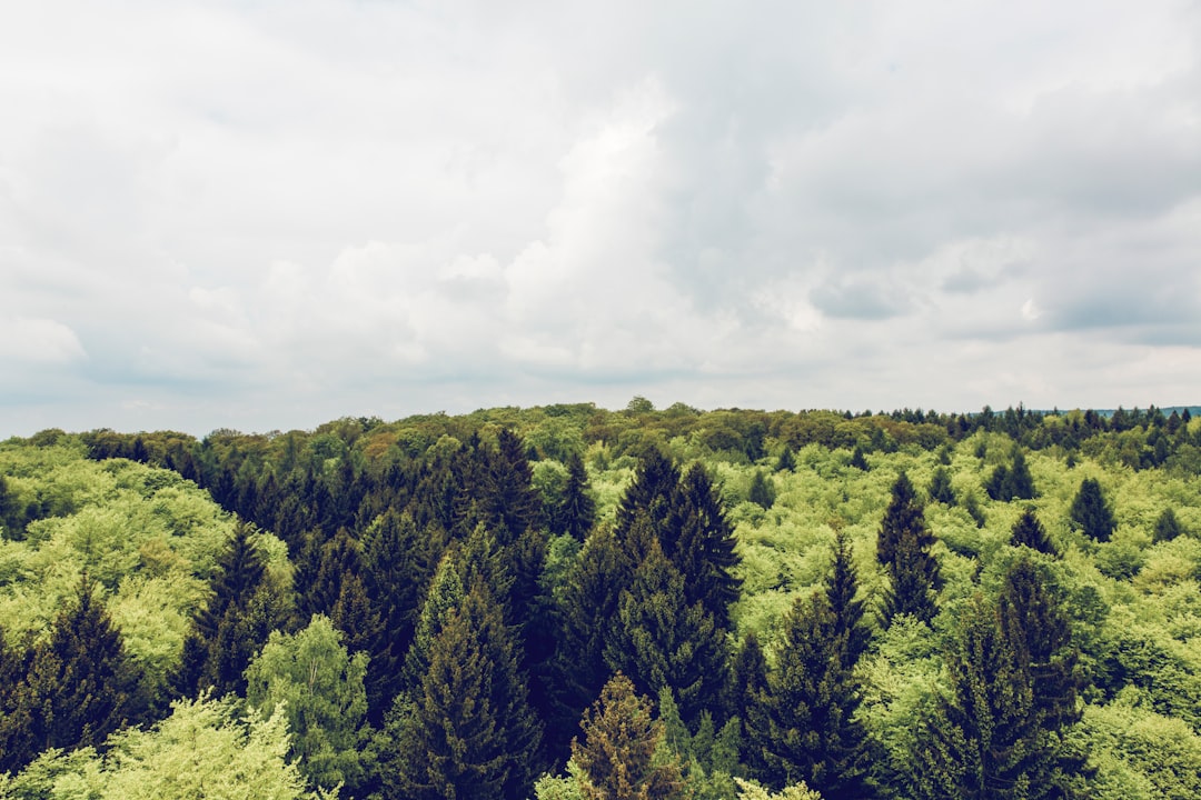 Tropical and subtropical coniferous forests photo spot Baumwipfelpfad Steigerwald Germany