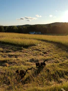 A group of happy cats playing in a safe outdoor enclosure.