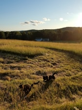 A happy dog and cat playing together in a sunny backyard filled with colorful pet toys.