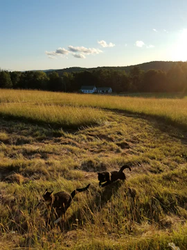 A group of cats playing happily in a safe outdoor enclosure.