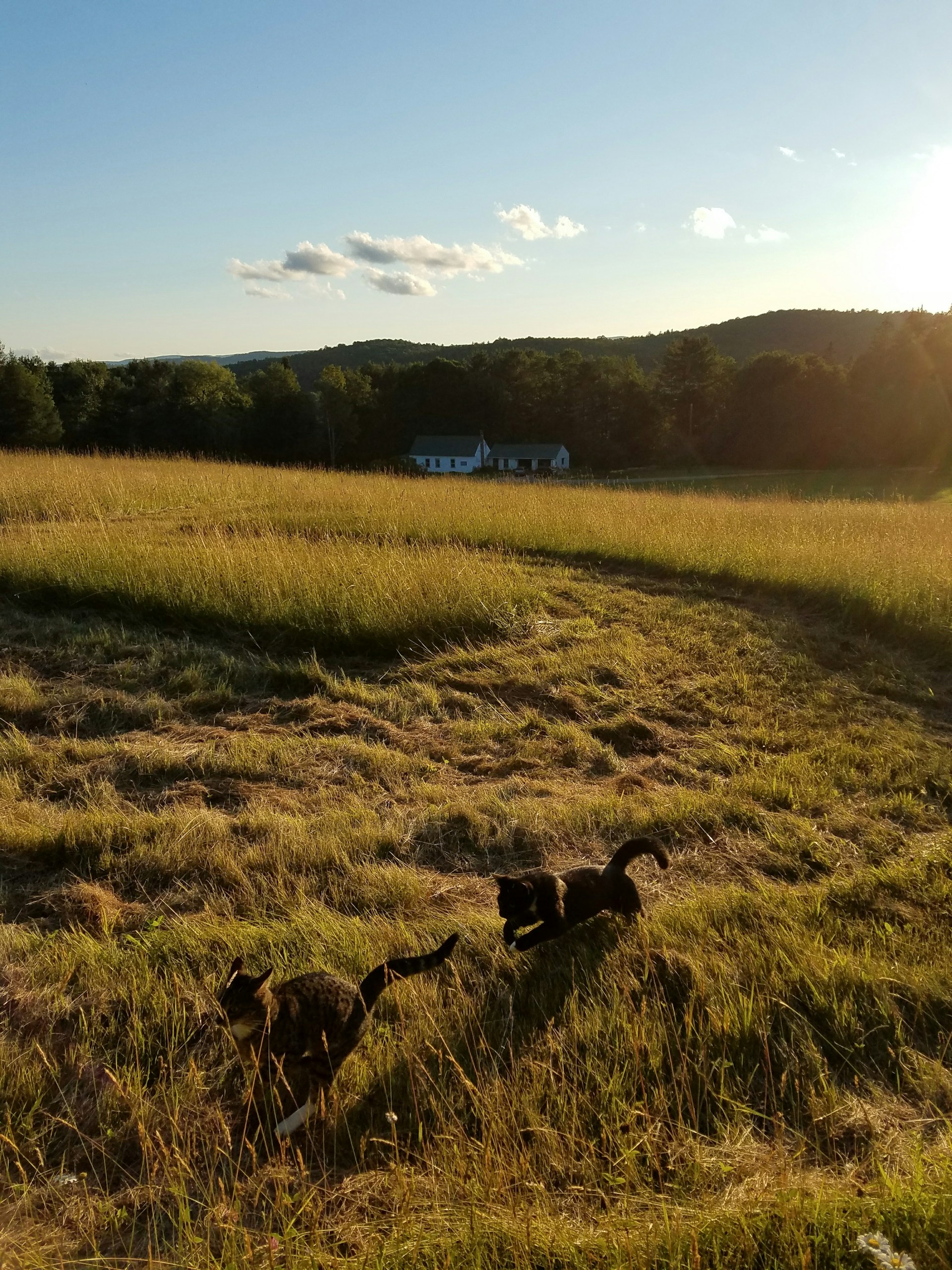 black and brown leather padded tub sofa