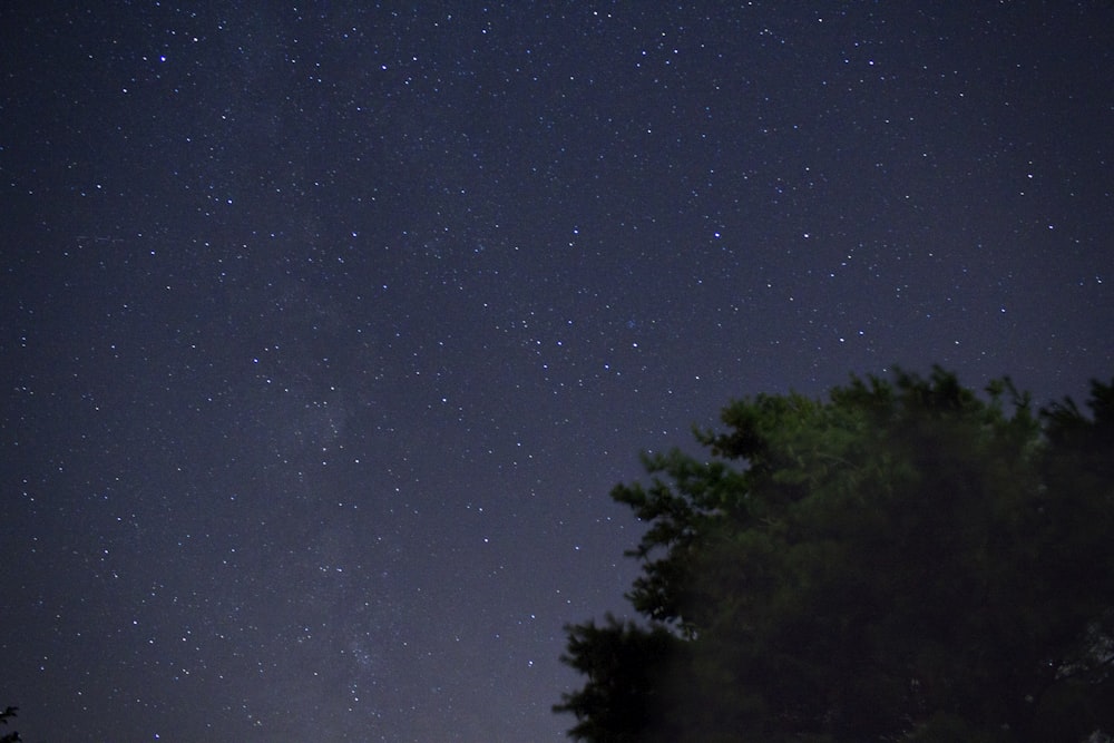 silhouette of trees under starry night