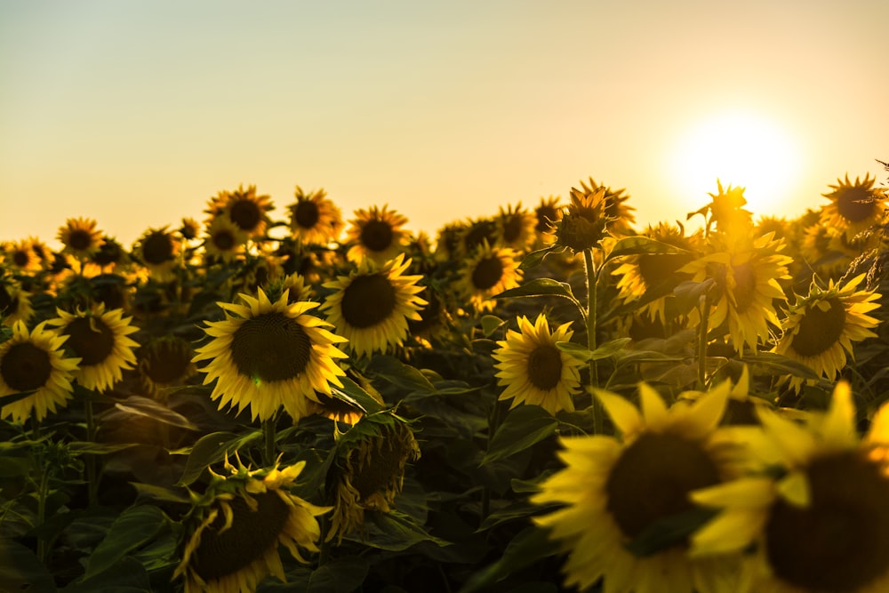 Gelbes Sonnenblumenfeld bei Sonnenuntergang