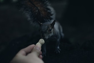 A gentle hand offering water to a small, rescued mammal in a quiet forest setting.