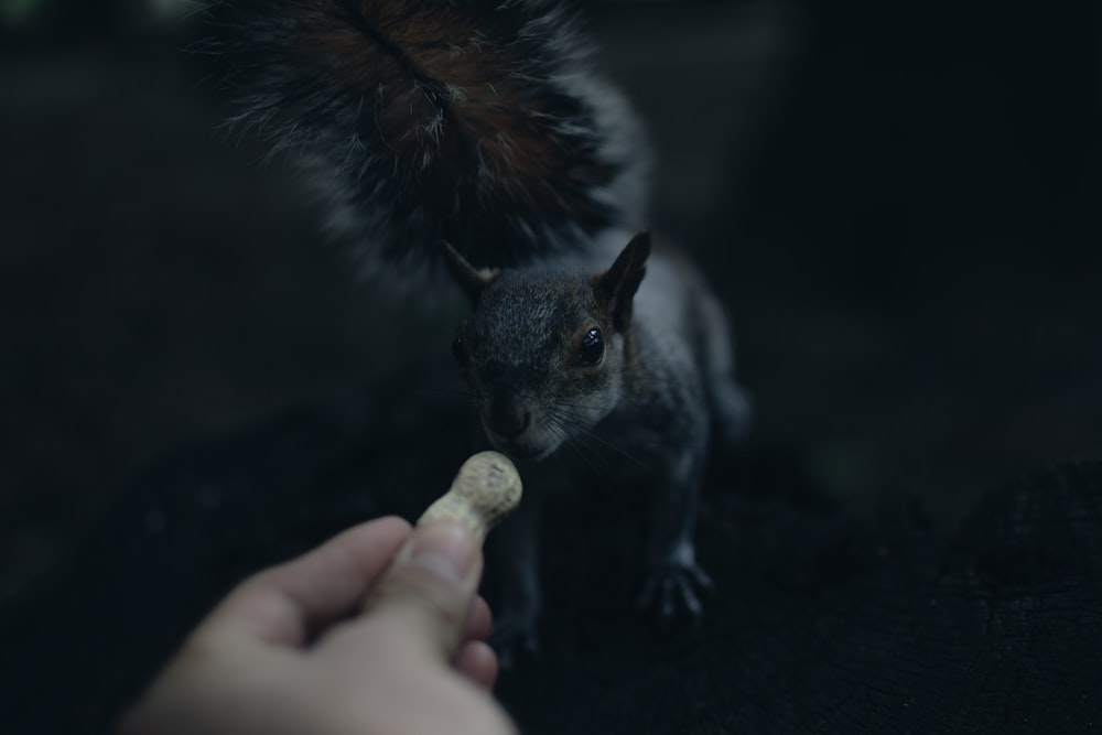 depth of field photography of person feeding squirrel