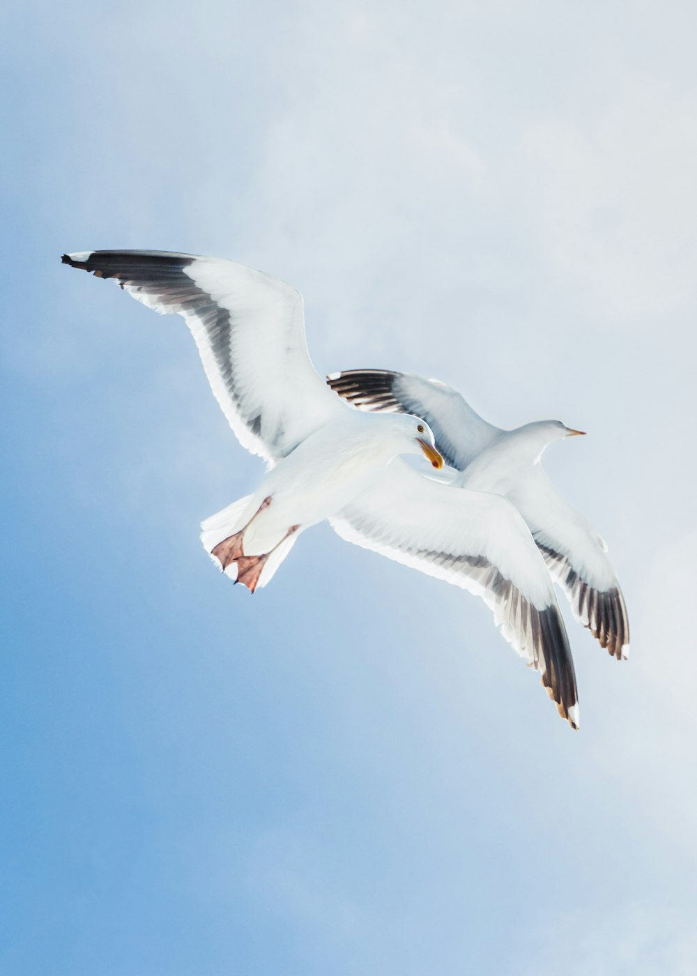 zwei weiße Vögel