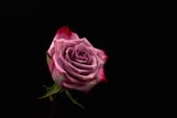 closeup photography of red rose