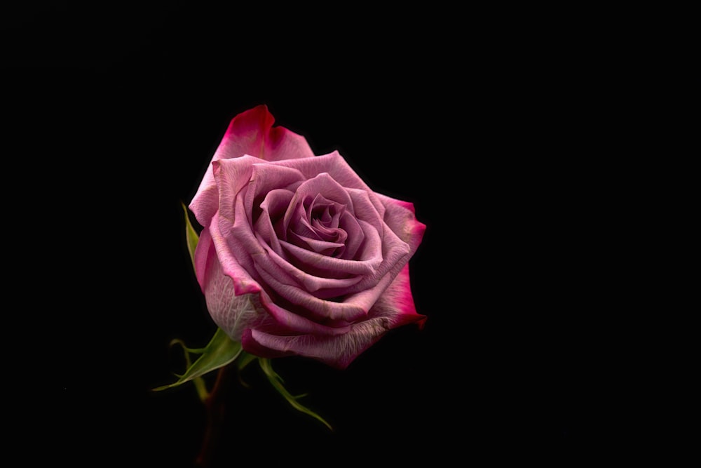fotografia closeup de rosa vermelha