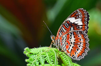 closeup photography of leopard lacewing butterfly perched on fern plant