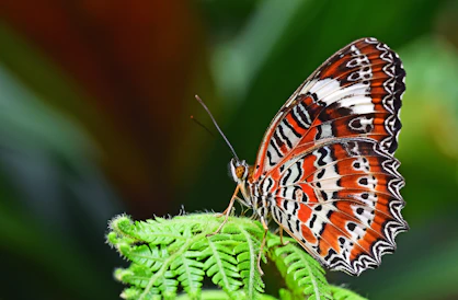 closeup photography of leopard lacewing butterfly perched on fern plant