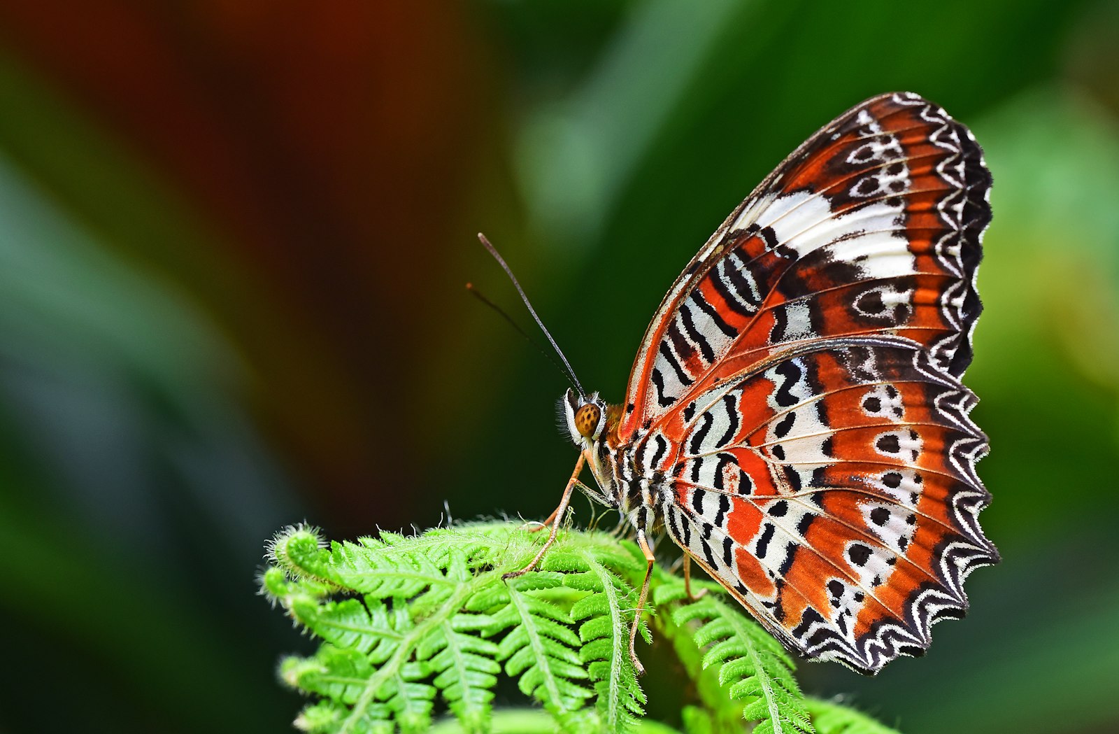 Tamron SP 90mm F2.8 Di VC USD 1:1 Macro (F004) sample photo. Closeup photography of leopard photography