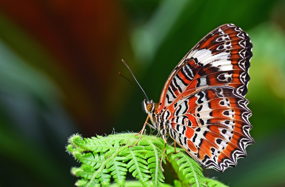 シダ植物にとまるヒョウクサカゲロウの蝶のクローズアップ写真