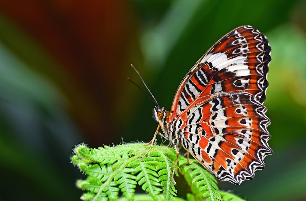 Nahaufnahme eines Leoparden-Florfliegenschmetterlings, der auf einer Farnpflanze sitzt