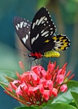 selective focus photography of black and yellow swallowtail butterfly on ixora during daytime