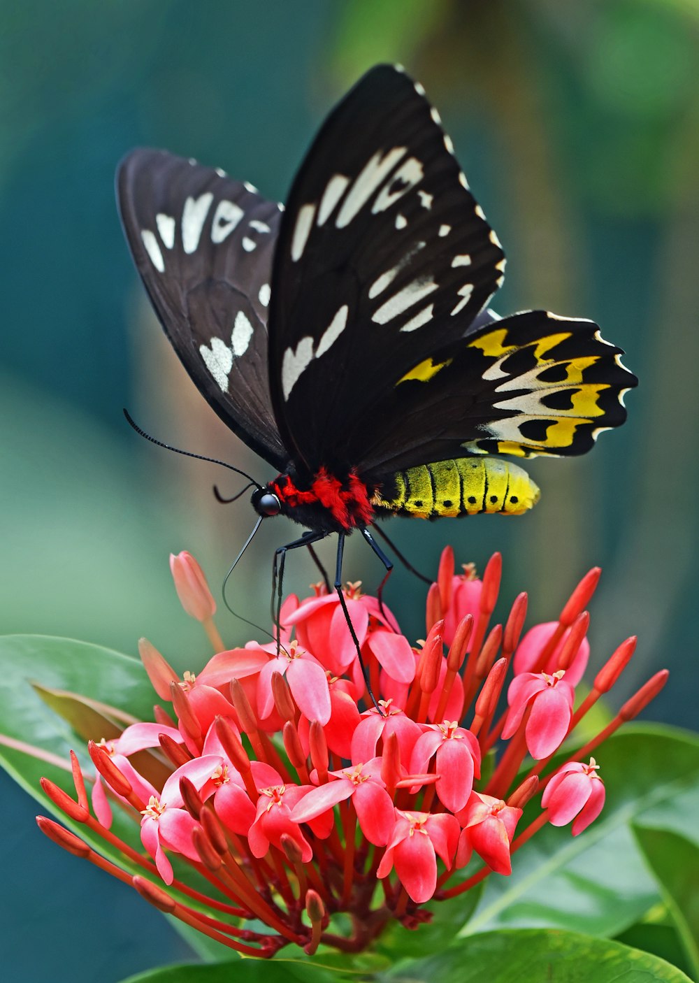 Fotografia a fuoco selettiva della farfalla a coda forcuta nera e gialla su Ixora durante il giorno