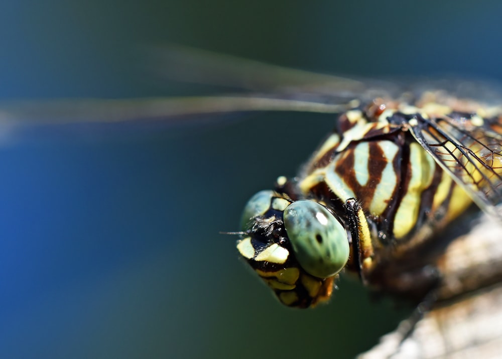 macro photography of flying insect