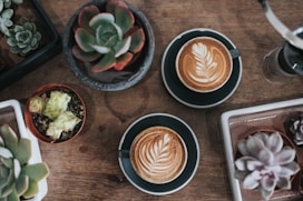 coffee and succulent plants